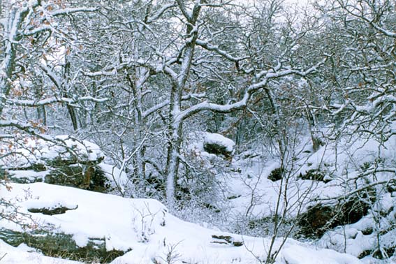 Creek bed and tress covered in snow at McKnight Ranch